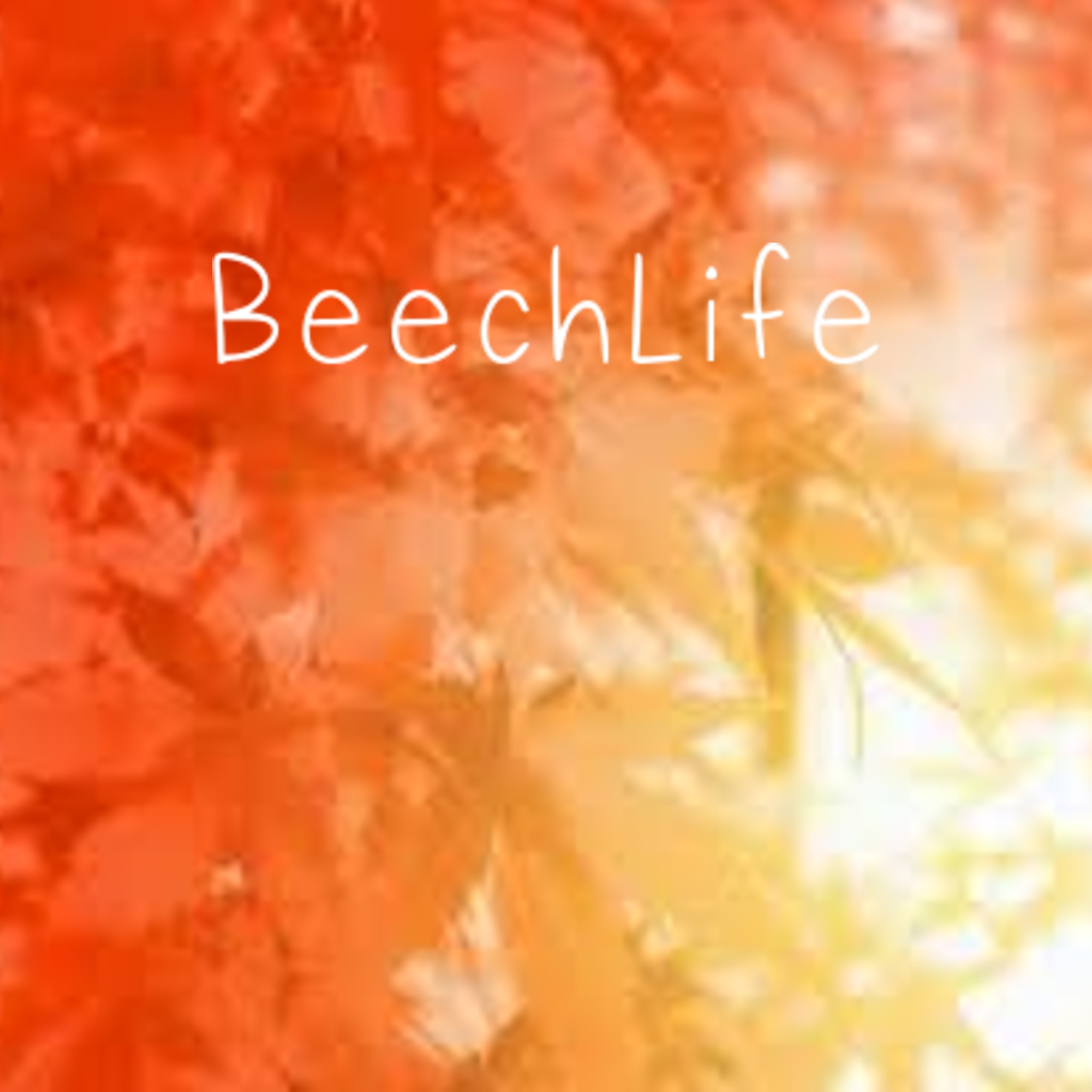BeechLife
